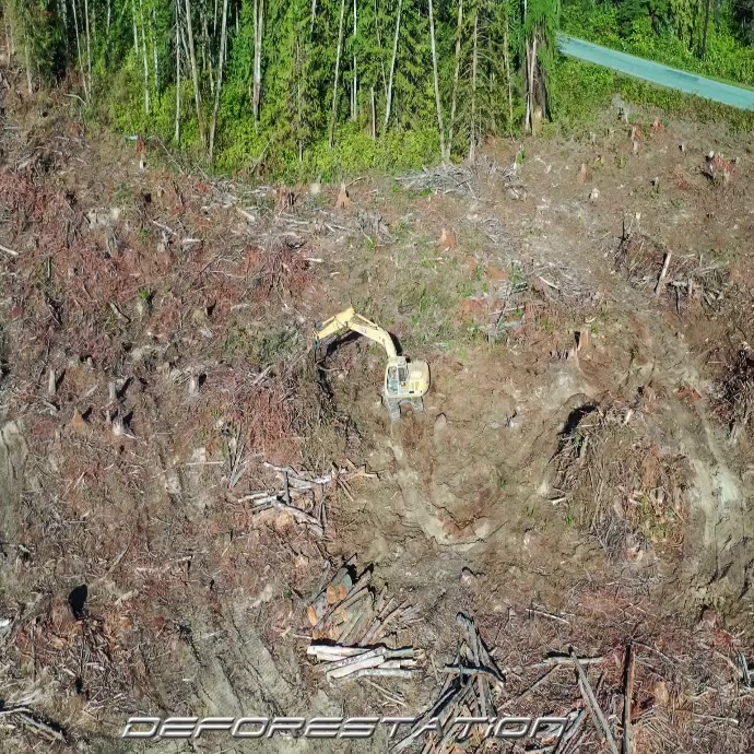 Deforestation Template | PosterMyWall