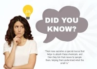 Did You Know Poscard Postcard template