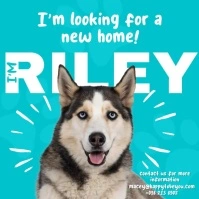 Dog Adoption Instagram Post template