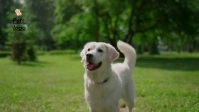 dog adoptions YouTube Thumbnail template