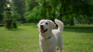 dog adoptions Gambar Mini YouTube template