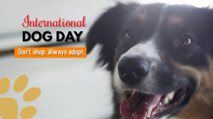 Grey International Dog Day Digital Display Template