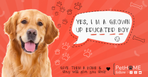 Dog Pets Banner Изображение, которым поделились на Facebook template