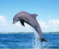 Dolphin Out Of The Water Background Wallpaper Large Rectangle template