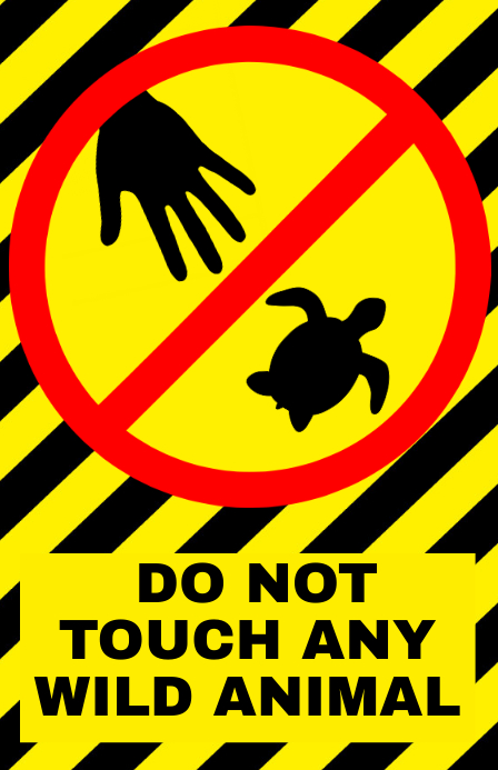 No Tocar Tortugas Bebé - Plantilla de Atención | PosterMyWall