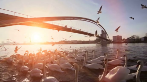 Braun Duck Swiming And bird Flying Amazing vedio YouTube-Miniaturansicht Template