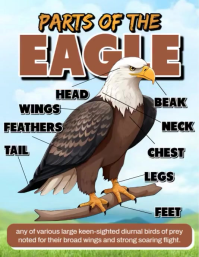 Eagle Body Parts 传单(美国信函) template