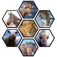 Elegant honeycomb photo templates Instagram Post