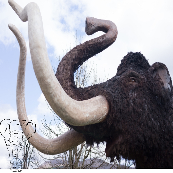 elephant trunk Template PosterMyWall