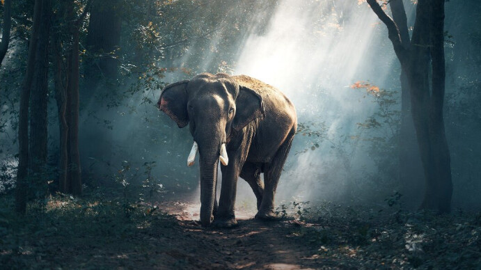 Elephant Zoom Meeting Background Presentation (16:9) template