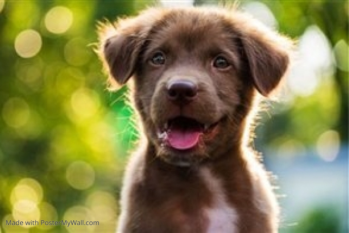 ESA Letter Poster template