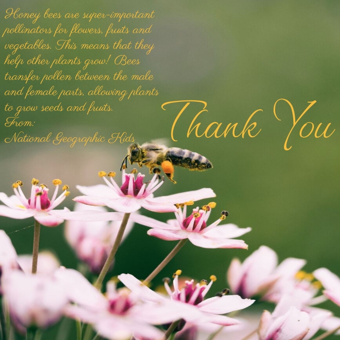 Odlings Bee Posts Copy of Facts about bees post | PosterMyWall
