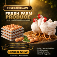 Farm Fresh Eggs & Live Broiler Chickens Flyer | Organic Poultry Farm Promo | Bulk Egg Sale Poster Sq Square (1:1) template
