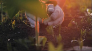 Farmer planting saplings Coverfoto til YouTube-kanal template