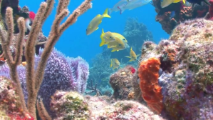 Fish aquarium virtual zoom background Digitalt display (16:9) template