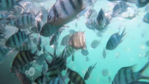 Turkis FISH IN SEA Isithonjana se-YouTube Template