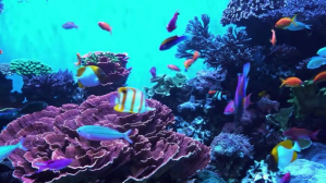 Fish Swiming Coverfoto til YouTube-kanal template