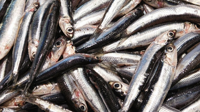 Fish texture Template | PosterMyWall