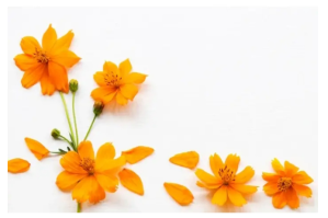 สีขาว Flower Label Template