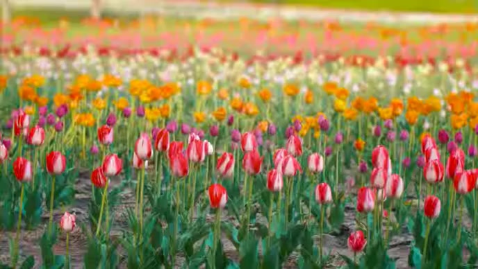 flower farming in the field video YouTube Thumbnail template