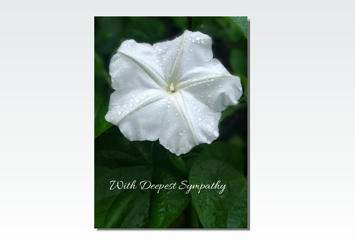 Compassion Bloom Postcard Copy of Flower Sympathy Postcard | PosterMyWall