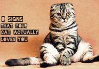 flyer template cat animal signs A4