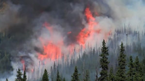 Forest fire YouTube-miniature template