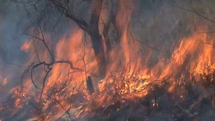 Forest fire Thumbnail sa YouTube template