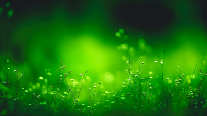 Forest green background Ecrã digital (16:9) template