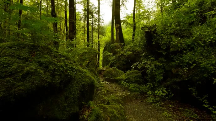 Forest Nature Template | PosterMyWall