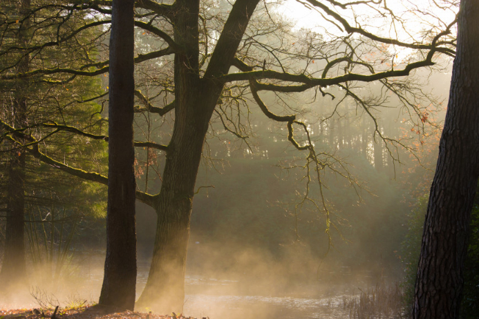 forest sun rays and low fog template postermywall