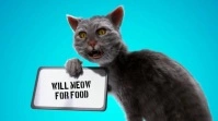 FUNNY CAT Digital Display (16:9) template