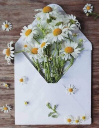 Gifts envelopes Flyer (US Letter) template