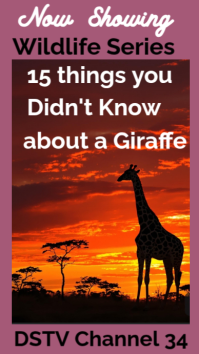 Giraffe WhatsApp Status template