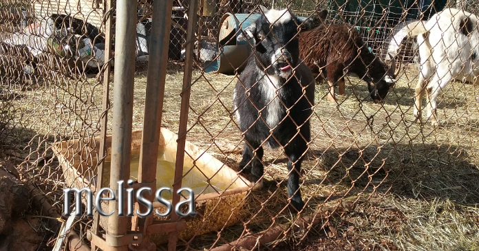 Goat Template | PosterMyWall