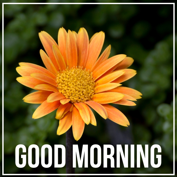 Good Morning Greetings | Morning Post Template | PosterMyWall
