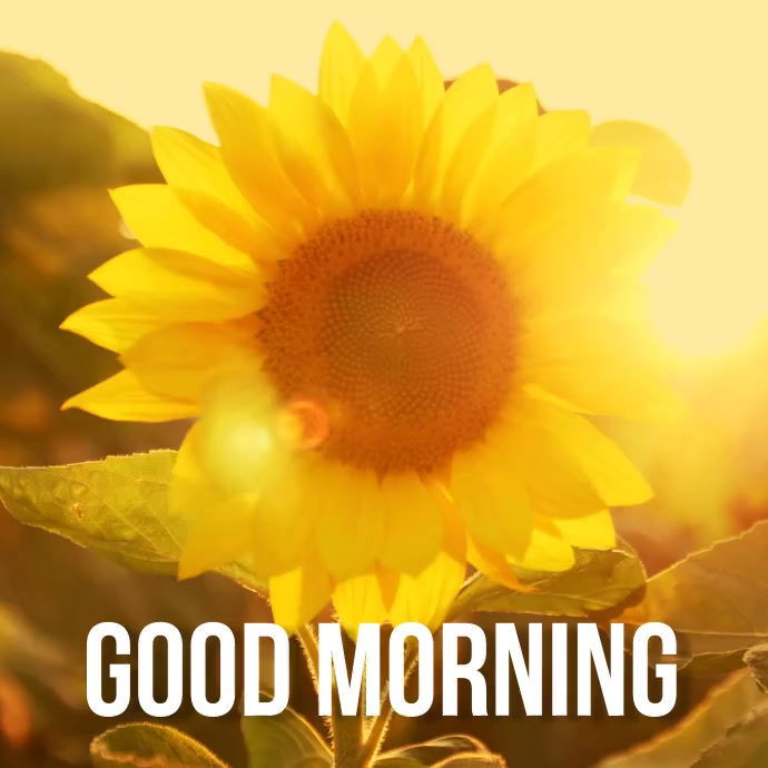 Good Morning Greetings Video Post Template | PosterMyWall