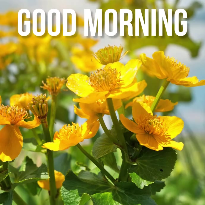 Good Morning Greetings Video Post Template | PosterMyWall
