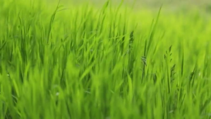 grass video Miniatura na YouTube template
