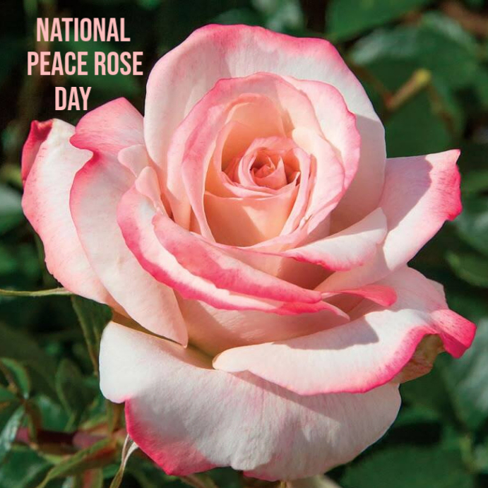 Plantilla de National Peace Rose Day | PosterMyWall