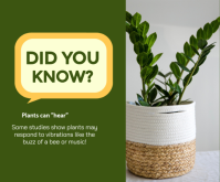 Grøn Plant Awareness Średni prostokąt Template
