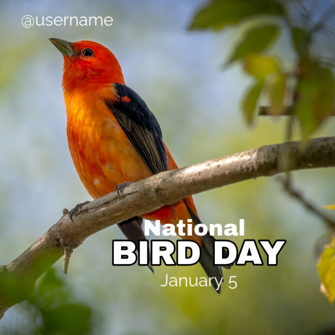 Grey Modern & Minimal National Bird Day Instagram Post template