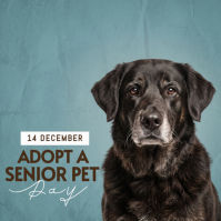 Grå Adopt a Senior Pet Day Instagram Post Template