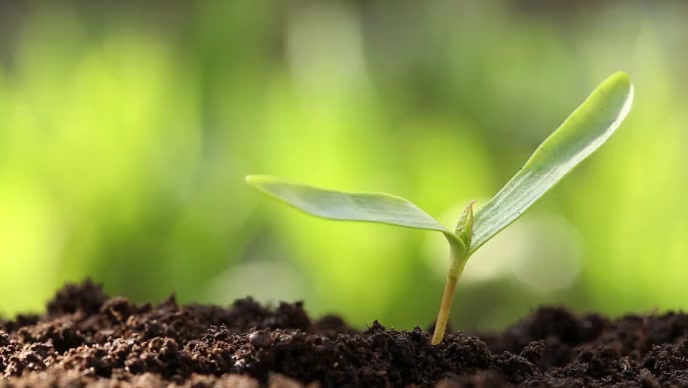 Growing plant Template | PosterMyWall