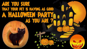 Halloween Pet Cat Twitter Post template
