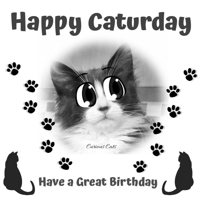 Happy Birthday Cat Lady Square (1:1) template