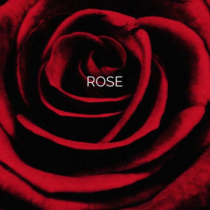 Happy rose day video Instagram Post template