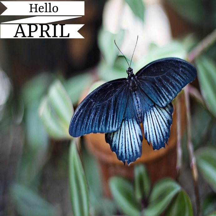 Hello April Instagram post Template PosterMyWall