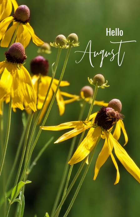 Hello August Newsletter Hello August Flyer Template | PosterMyWall