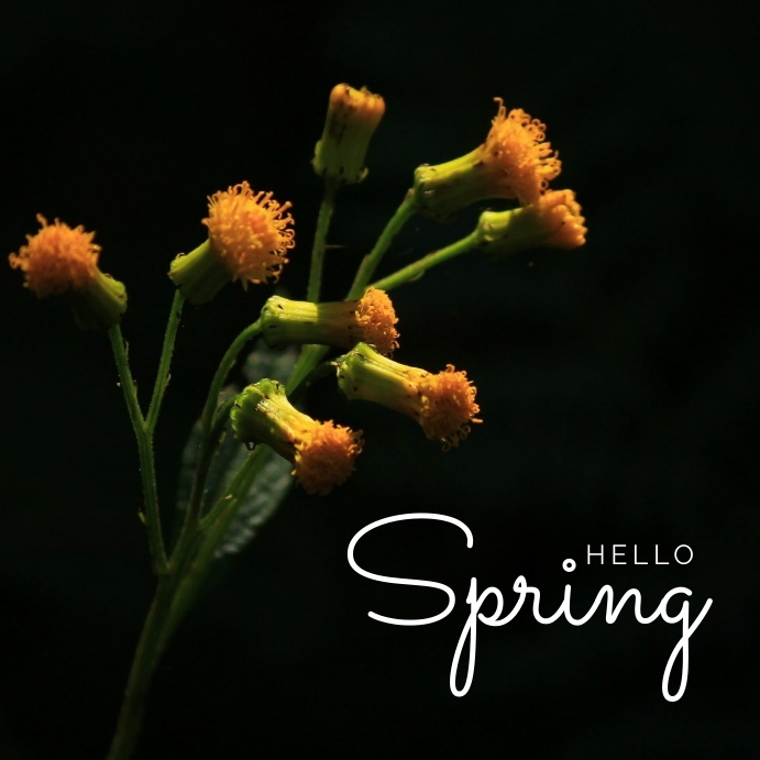 hello spring greeting Template | PosterMyWall